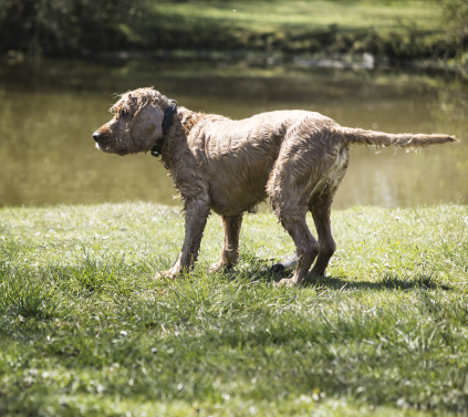 Hunde hundepasser pasning af hunde København dog sitting dog sitter daycare for dogs copenhagen hundebørnehave børnehave til hunde feriepasning pasning af hunde i ferien Frederiksberg 2000 