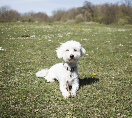 Hunde hundepasser pasning af hunde København dog sitting dog sitter daycare for dogs copenhagen hundebørnehave børnehave til hunde feriepasning pasning af hunde i ferien heydog Frederiksberg 2000 