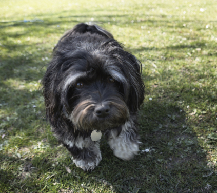 Hunde hundepasser pasning af hunde København dog sitting dog sitter daycare for dogs copenhagen hundebørnehave børnehave til hunde feriepasning pasning af hunde i ferien Frederiksberg 2000 