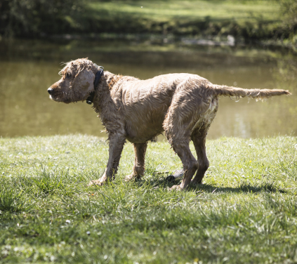 Hunde hundepasser pasning af hunde København dog sitting dog sitter daycare for dogs copenhagen hundebørnehave børnehave til hunde feriepasning pasning af hunde i ferien Frederiksberg 2000 