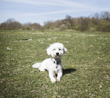 Hunde hundepasser pasning af hunde København dog sitting dog sitter daycare for dogs copenhagen hundebørnehave børnehave til hunde feriepasning pasning af hunde i ferien, heydog Frederiksberg 2000 